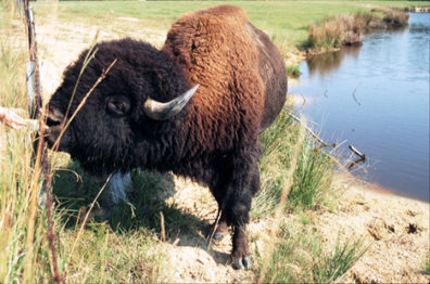 Bison