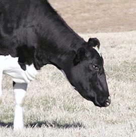Holstein Dairy Cow