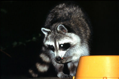 Raccoon