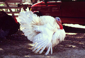 Domestic turkey