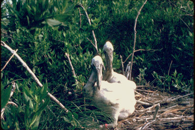Brown pelican chicks