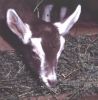 Levine-goat-kid.jpg