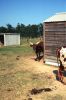 Levine-longhorn-cattle-JamblasRanch.jpg