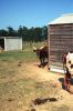 Levine-longhorn-cattle-JamblasRanch~0.jpg